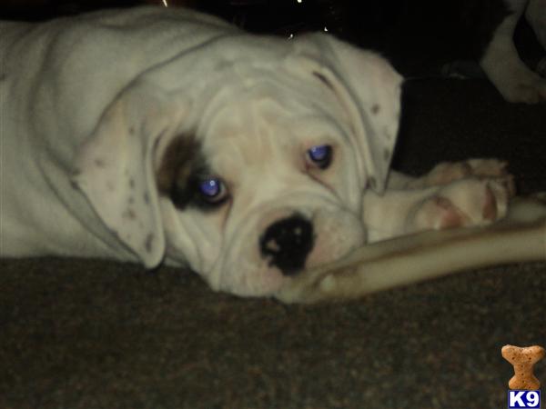 Old English Bulldog Puppies