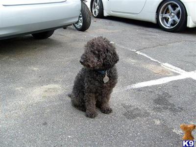 Stud Dogs - Poodle