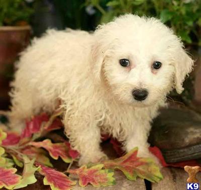 Bichon Frise Puppies for Sale