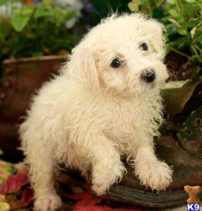 Bichon Frise Puppies for Sale