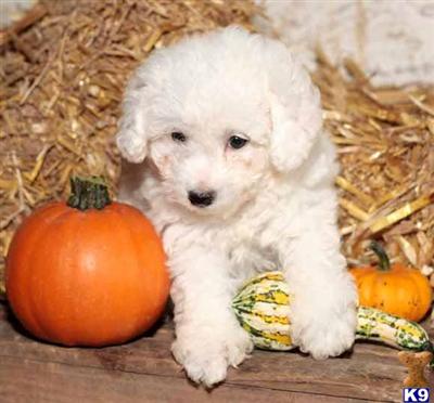 Bichon Frise Puppies for Sale