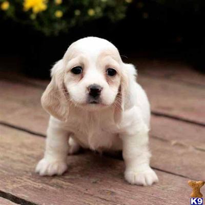 Cocker Spaniel Puppies for Sale