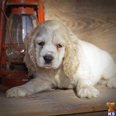 Cocker Spaniel Puppies for Sale