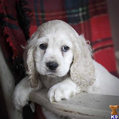 Cocker Spaniel Puppies for Sale