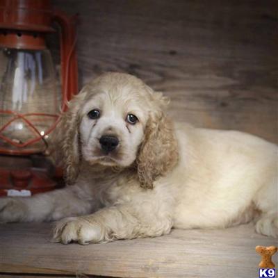 Cocker Spaniel Puppies for Sale