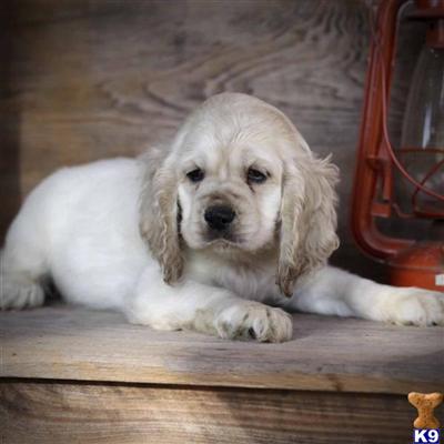 Cocker Spaniel Puppies for Sale