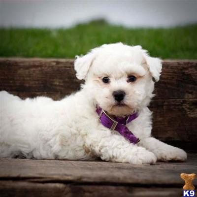 Bichon Frise Puppies for Sale