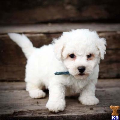 Bichon Frise Puppies for Sale