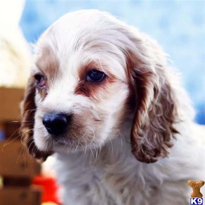Cocker Spaniel Puppies for Sale
