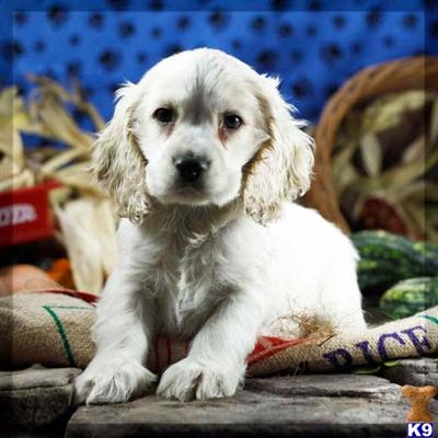 Cocker Spaniel Puppies for Sale