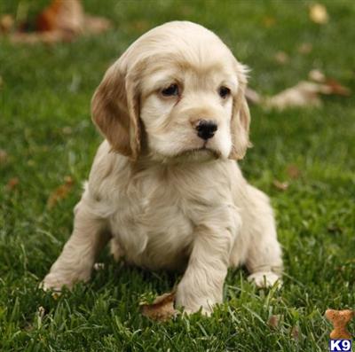 Cocker Spaniel Puppies for Sale