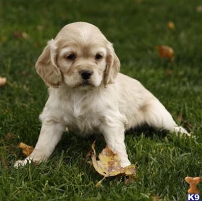 Cocker Spaniel Puppies for Sale