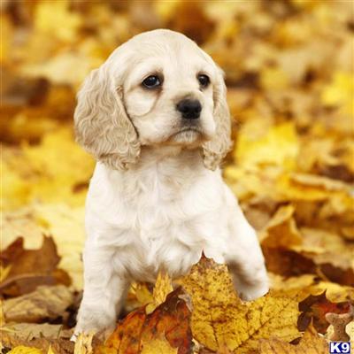 Cocker Spaniel Puppies for Sale