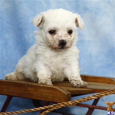 Bichon Frise Puppies for Sale