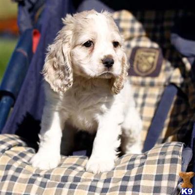 Cocker Spaniel Puppies for Sale