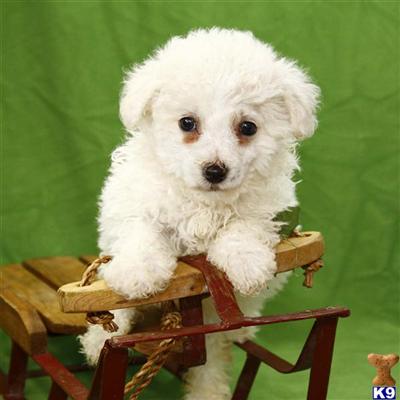 Bichon Frise Puppies for Sale