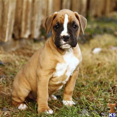 Boxer Puppies for Sale