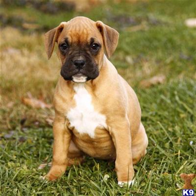 Boxer Puppies for Sale