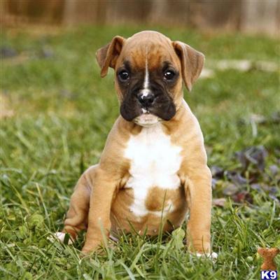 Boxer Puppies for Sale