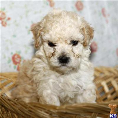 Bichon Frise Puppies for Sale