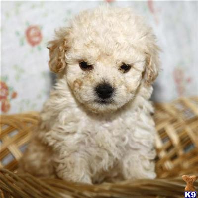 Bichon Frise Puppies for Sale