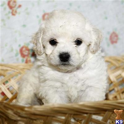 Bichon Frise Puppies for Sale