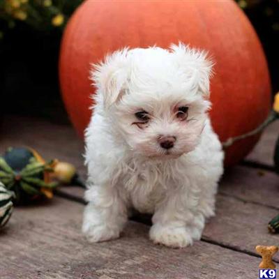 Maltese Puppies for Sale