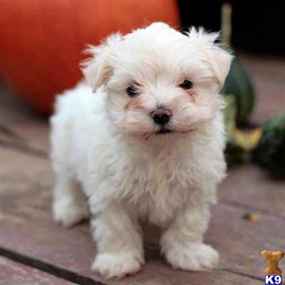 Maltese Puppies for Sale