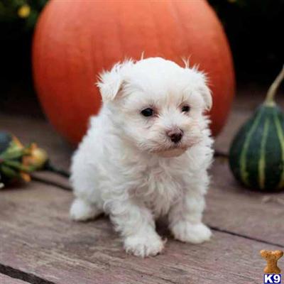 Maltese Puppies for Sale