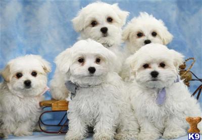 Maltese Puppies for Sale