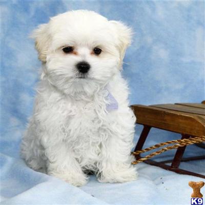 Maltese Puppies for Sale