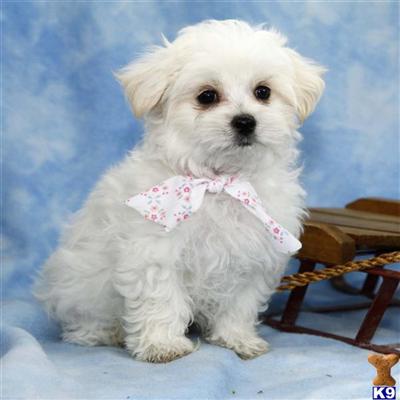 Maltese Puppies for Sale