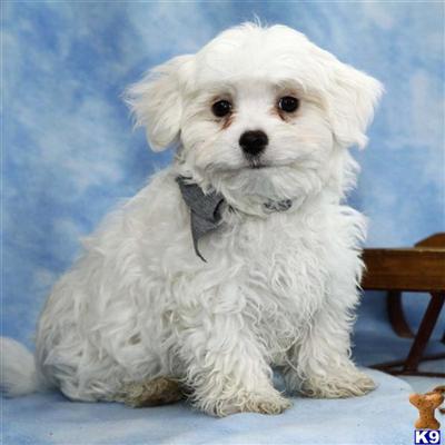 Maltese Puppies for Sale