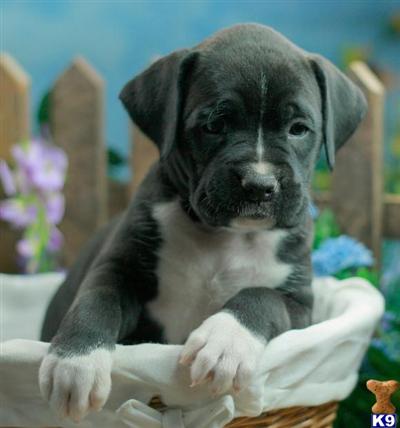Boxer Puppies for Sale