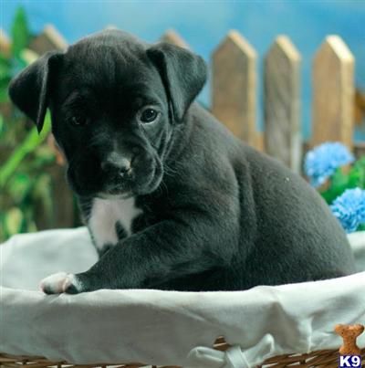 Boxer Puppies for Sale