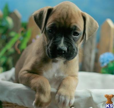 Boxer Puppies for Sale
