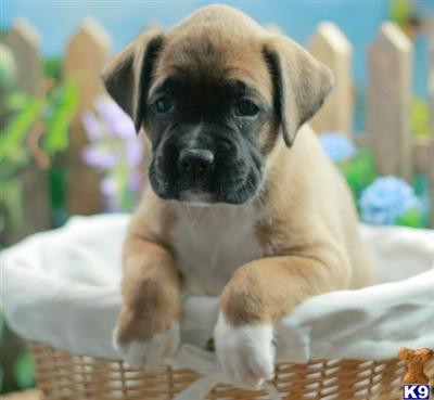 Boxer Puppies for Sale