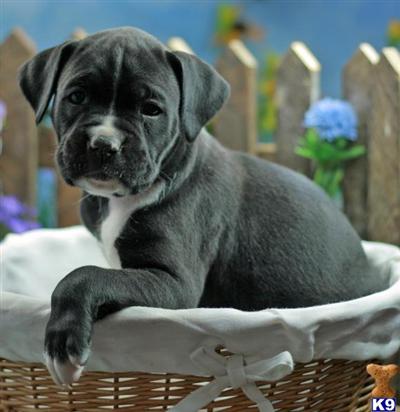 Boxer Puppies for Sale