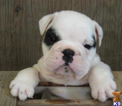 English Bulldog Puppies for Sale