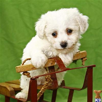 Bichon Frise Puppies for Sale