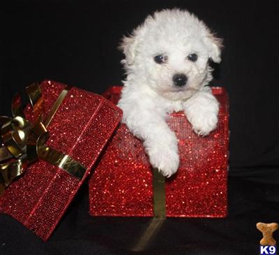 Bichon Frise Puppies for Sale