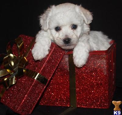 Bichon Frise Puppies for Sale