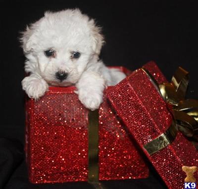 Bichon Frise Puppies for Sale