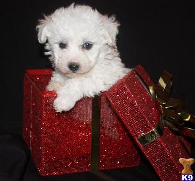 Bichon Frise Puppies for Sale