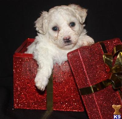Bichon Frise Puppies for Sale
