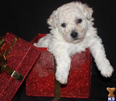Bichon Frise Puppies for Sale