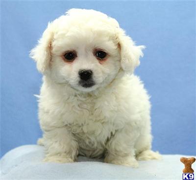 Bichon Frise Puppies for Sale