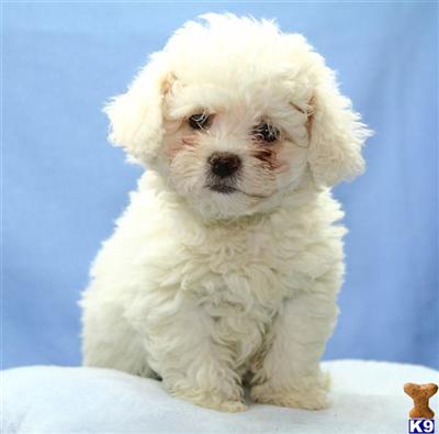 Bichon Frise Puppies for Sale