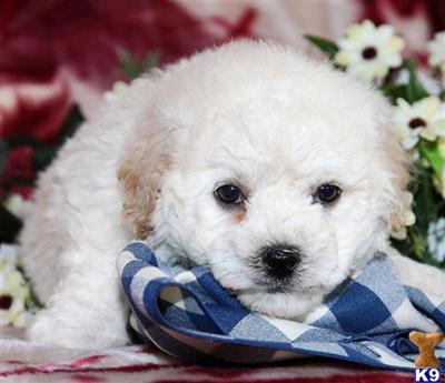 Bichon Frise Puppies for Sale