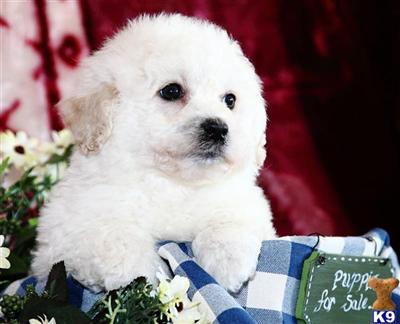 Bichon Frise Puppies for Sale